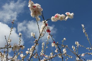 Spring in Creswick by Amy Tsilemanis